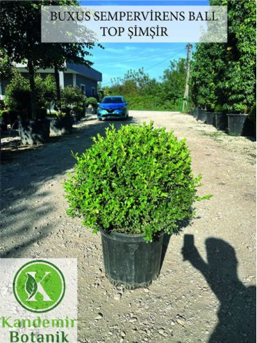 Buxus Sempervirens Ball