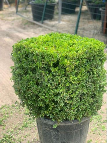 Buxus Sempervirens Cube