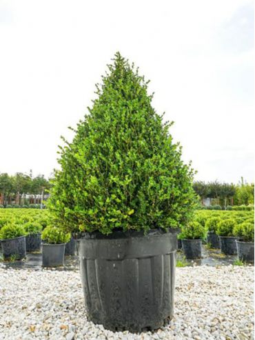 Buxus Sempervirens Pyramidalis