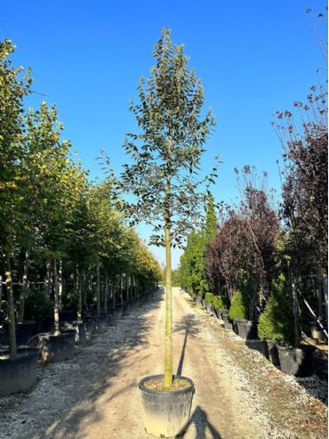 Celtis Australis