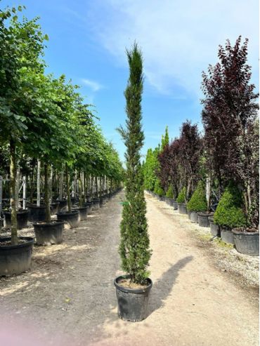 Cupressus Sempervirens