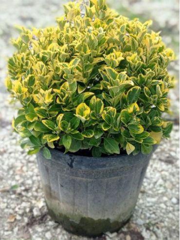 Euonymus Japonica Aurea