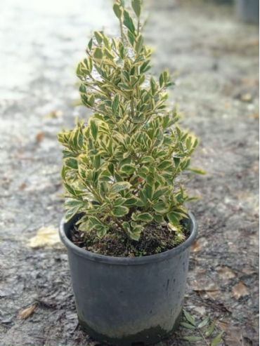 Euonymus Japonica Bravo