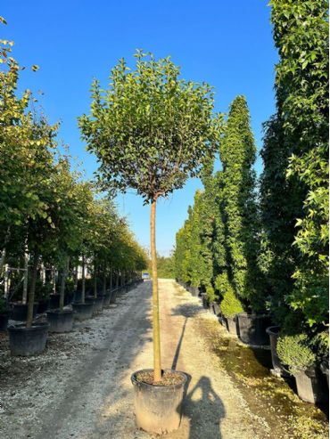 Ligustrum Japonicum