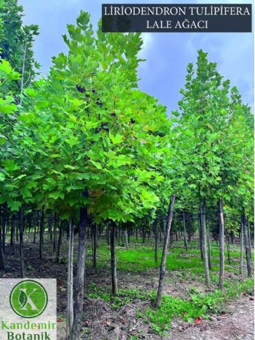 Liriodendron Tulipifera