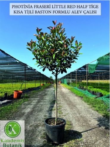 Photinia Fraseri Little Red Half Tige