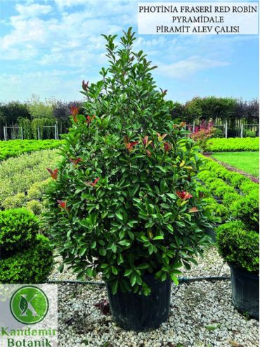 Photinia Fraseri Red Robin Pyramidale