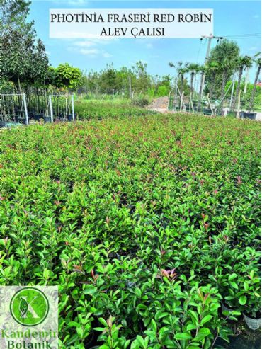 Photinia Fraseri Red Robin