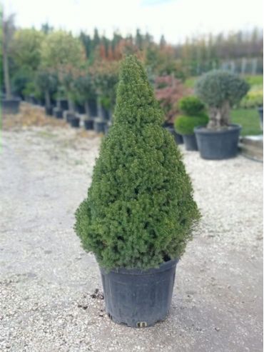 Picea Glauca