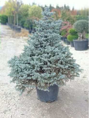 Picea Pungens Glauca Globosa Nana