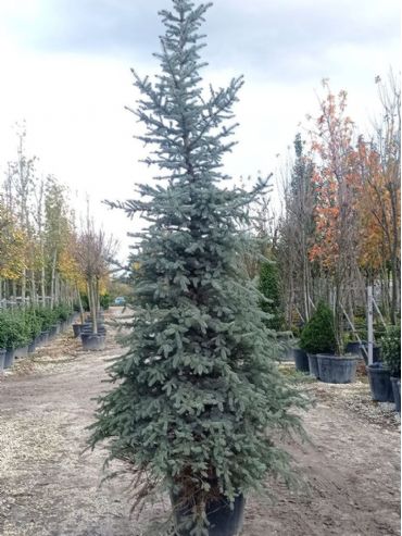 Picea Pungens