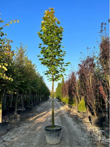 Platanus Orientalis